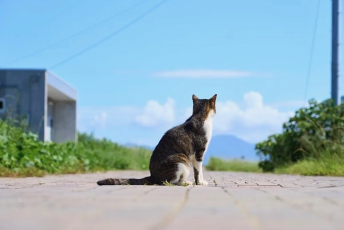 SSTでの実証実験の様子